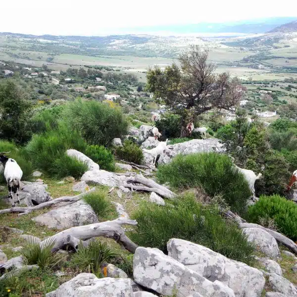 Rock Climbing, Multi-activity camp