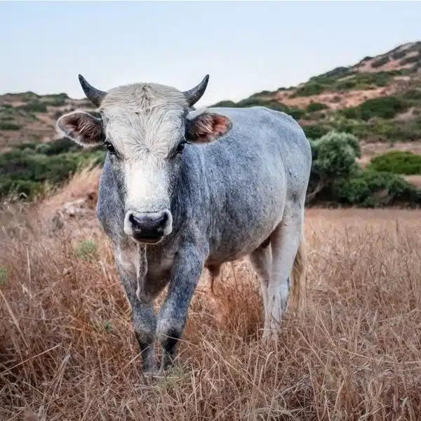 Plenty natural beauty, cow, Tarifa