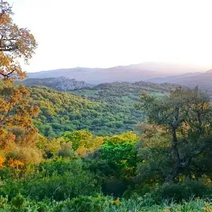 Hiking In The Parque Natural Los Alcornocales Tarifa, Spain