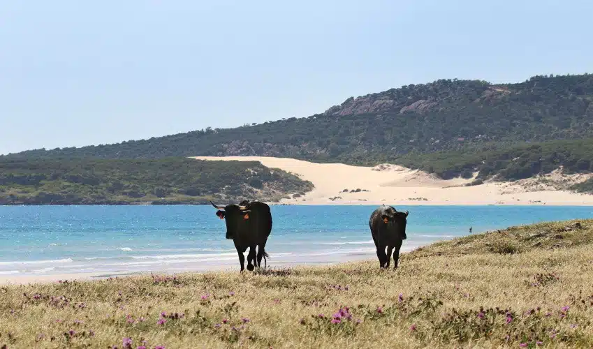 Tarifa for its wild beaches