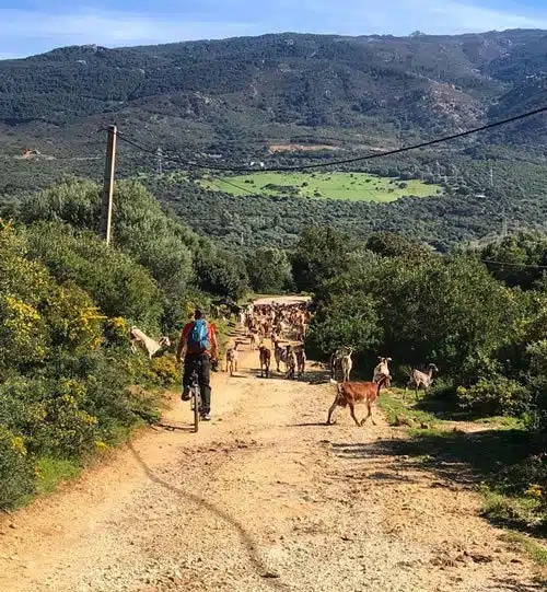 Paseo en bicicleta en Tarifa