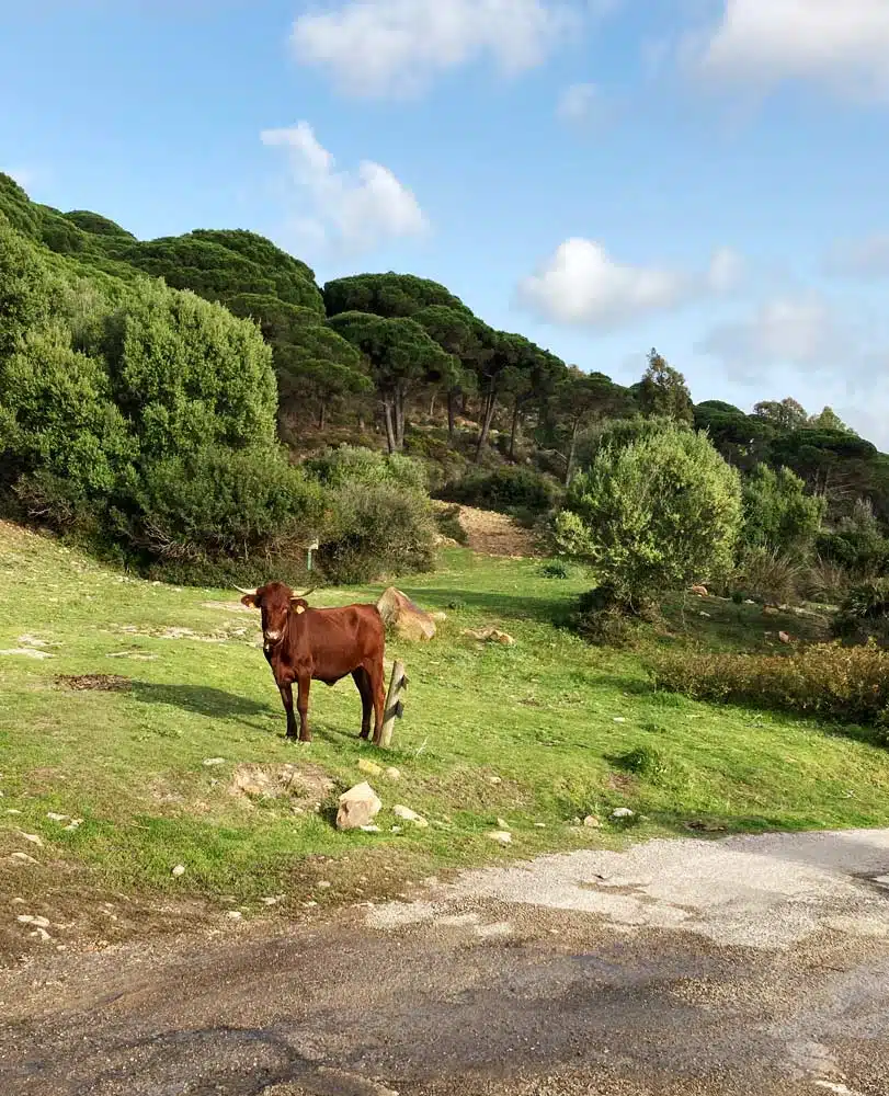 Wild house yoga retreat Tarifa