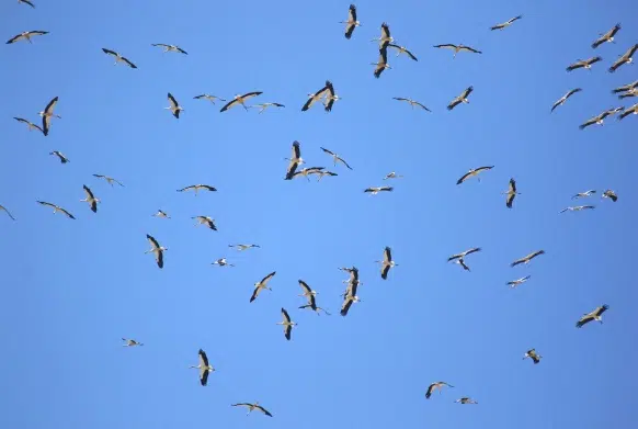 Les cigognes des oiseaux migrateurs à Tarifa